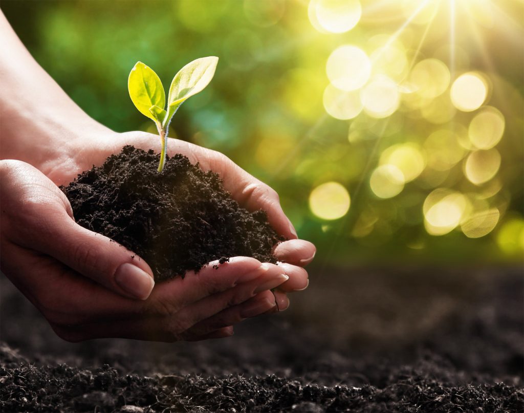 hands holding a seedling in earth