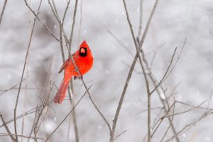 Red cardinal sitting on a branch in winter