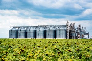 Sunflower oil factory farm