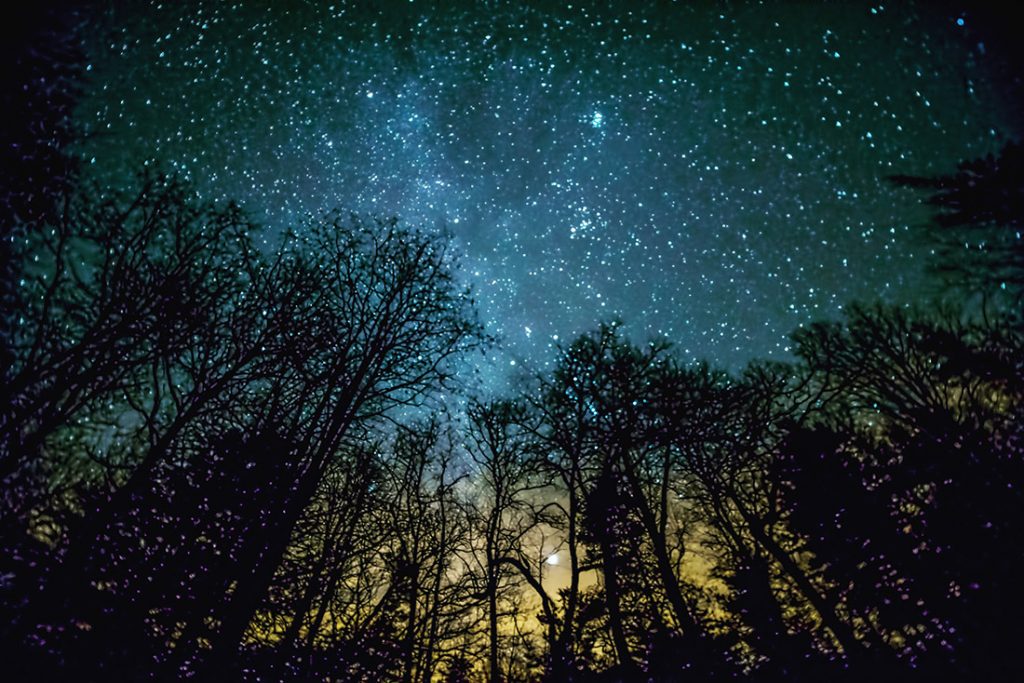 Starry sky with trees silhouetted