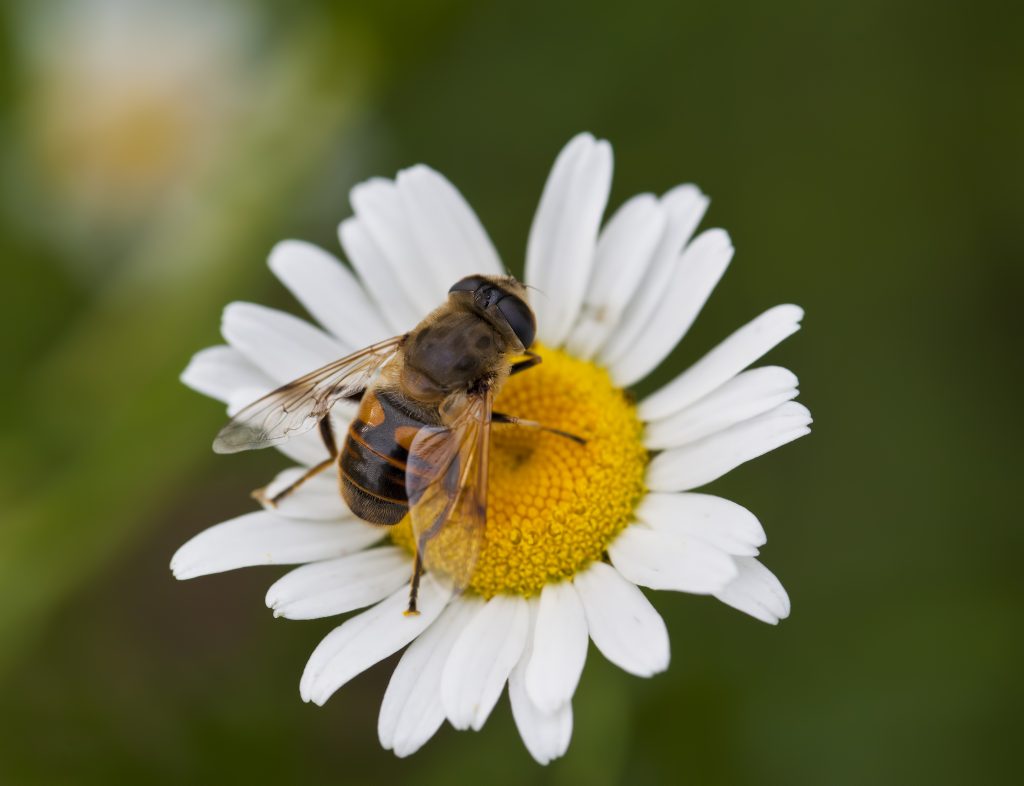 Pollinators and native plants are nature’s partnership.