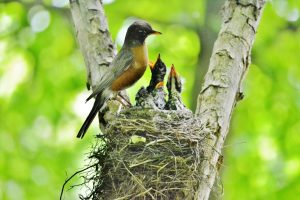 Robins Nesting 