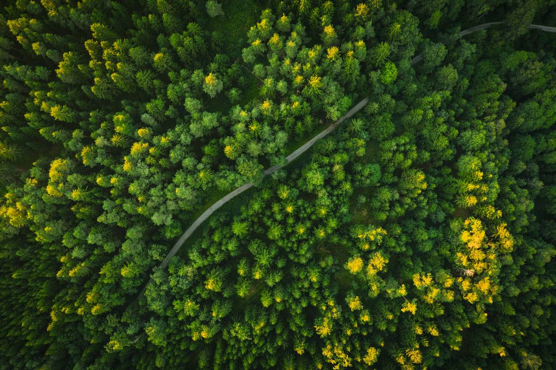 Offroad trail through green forest
