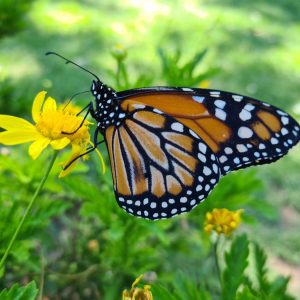 monarch on a coreopsis